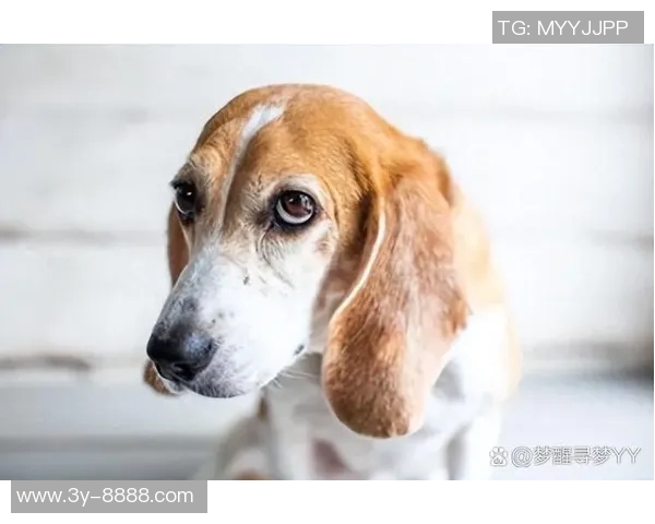 前曼联助教推荐昆滕廷伯称其实力不容小觑阿森纳应给予关注 前曼联助教推荐昆滕廷伯称其实力不容小觑阿森纳应给予关注